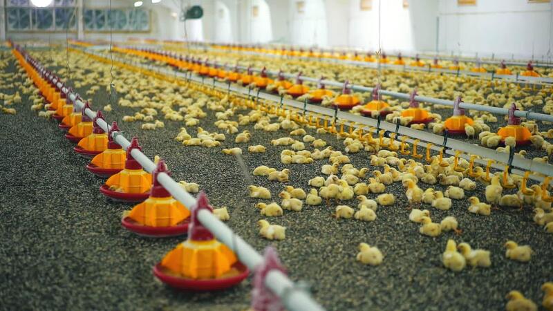 Healthy broiler chicks