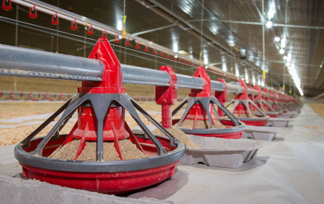 Poultry Feeding Line